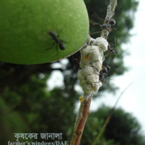 আমের স্কেল পোকা