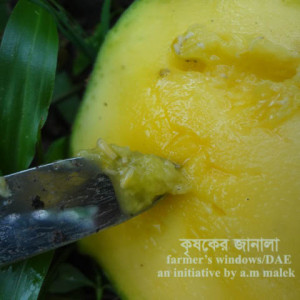 আমের মাছি পোকা