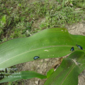 ভুট্টার ফ্লি বিটল পোকা