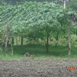 আইএফএমসি মাঠ স্খুল সবজি বাগান, জোয়ার আওরাবুনিয়া, নলছিটি, ঝালকাঠি। (2)