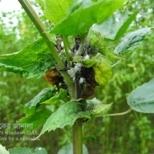 পাটের মিলিবাগ বা ছাতরা পোকা