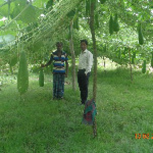 আইএফএমসি মাঠ স্খুল সবজি বাগান, জোয়ার আওরাবুনিয়া, নলছিটি, ঝালকাঠি। (2)