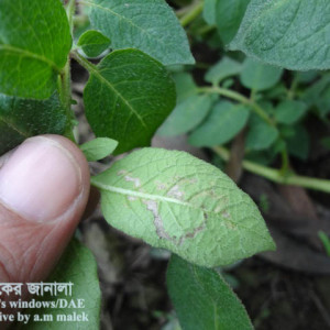 আলুর পাতা সূড়ঙ্গকারী পোকা