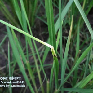 ধানের থ্রিপস