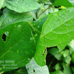 মাসকলাইয়ের ঘাস ফড়িং