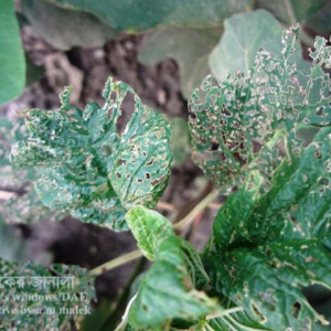 ডাটার ফ্লি বিটল পোকা