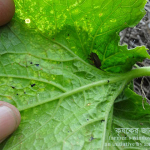 চাল কুমড়ার স্কোয়াশ বাগ পোকা