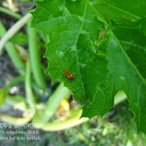 স্কোয়াশের লাল বিটল পোকা